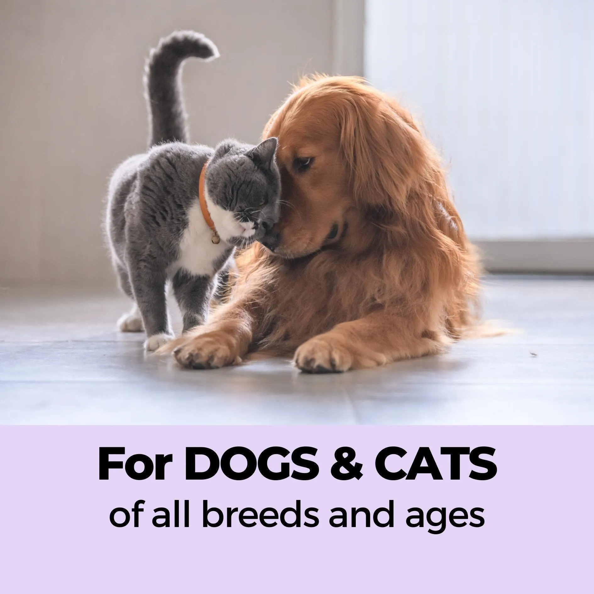 Keratin  Hairfall Shampoo for Dogs & Cats